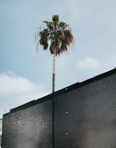 Building near the tree
